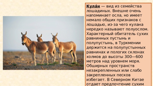 Кула́н — вид из семейства лошадиных. Внешне очень напоминает осла, но имеет немало общих признаков с лошадью, из-за чего кулана нередко называют полуослом. Характерный обитатель сухих равнинных пустынь и полупустынь, в Туркмении держится на полупустынных равнинах и пологих склонах холмов до высоты 300—600 метров над уровнем моря. Обширных пространств незакрепленных или слабо закрепленных песков избегает. В Северном Китае отдает предпочтение сухим степям предгорий и каменистым пустыням. 