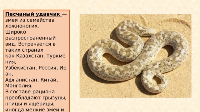 Песчаный удавчик — змея из семейства ложноногих. Широко распространённый вид. Встречается в таких странах как Казахстан, Туркмения,  Узбекистан, Россия, Иран,  Афганистан, Китай, Монголия. В составе рациона преобладают грызуны, птицы и ящерицы, иногда мелкие змеи и молодые черепахи. 