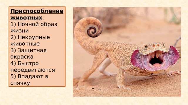 Приспособление животных : 1) Ночной образ жизни 2) Некрупные животные 3) Защитная окраска 4) Быстро передвигаются 5) Впадают в спячку 