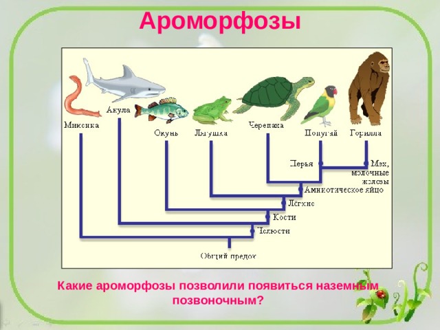 Презентация по биологии 9 класс макроэволюция