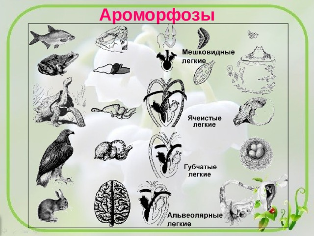 Примеры ароморфоза у птиц. Ароморфозы птиц. Ароморфозы животных. Ароморфоз птиц примеры. Ароморфозы млекопитающих животных.