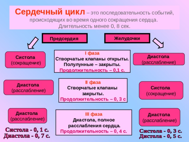 Продолжительность сердечного цикла. Сердечный цикл полулунные клапаны. Последовательность сокращения сердца. Последовательность сердечного цикла. Последовательность фаз сердечного цикла.