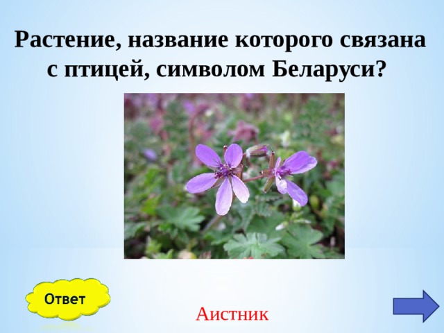Растение, название которого связана с птицей, символом Беларуси? Аистник 