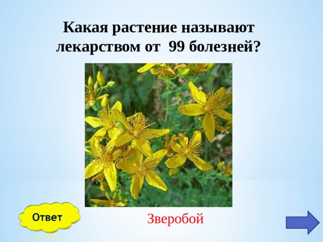 Какая растение называют лекарством от 99 болезней? Зверобой 