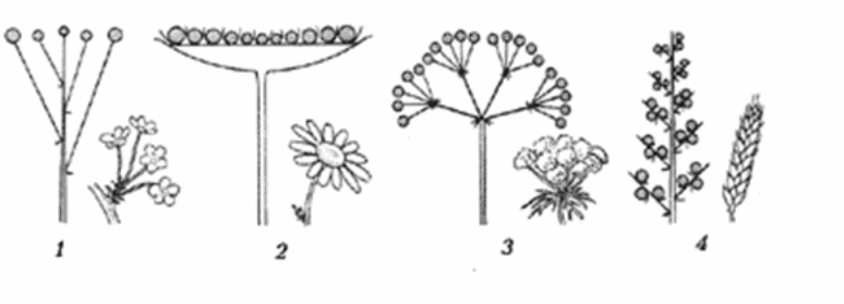 Какие соцветия изображены на рисунках. Цветы моркови соцветие. Семейство: Мотыльковые (бобовые) схемы цветка и соцветия чёрно-белые.