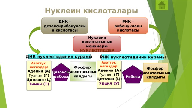 Нуклеин кислоталары ДНК –дезоксирибонуклеин кислотасы РНК – рибонуклеин кислотасы Нуклеин кислотасынын мономери- нуклеотиддер ДНК нуклеотидинин курамы РНК нуклеотидинин курамы Азоттук Азоттук негиздер: негиздер: Аденин (А) Аденин (А) Гуанин (Г) Гуанин (Г) Цитозин (Ц) Цитозин (Ц) Урцил (У) Тимин (Т)   Фосфор кислотасынын калдыгы Фосфор Дезокси- кислотасынын рибоза калдыгы Рибоза Здесь учащиеся знакомятся с нуклеиновыми кислотами и их составляющими. Сначала разбираем состав нуклеотида ДНК, а потом РНК. Выясняем сходства и отличия в строении нуклеотидов разных кислот. Обращаем внимание, что у РНК вместо Тимина - Уроцил  