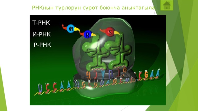 РНКнын түрлөрүн сүрөт боюнча аныктагыла. Т-РНК И-РНК Р-РНК Задание на закрепление: учащиеся пытаются распознать виды РНК.  