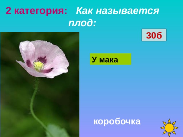 Как называется плод цветка. Как называется у мака коробочка. Плод коробочка. Как называется плод Арчи. Как называется плод на 28 ватт.