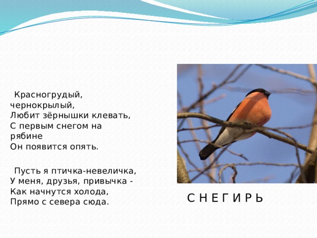  Красногрудый, чернокрылый,  Любит зёрнышки клевать,  С первым снегом на рябине  Он появится опять.  Пусть я птичка-невеличка,  У меня, друзья, привычка -  Как начнутся холода,  Прямо с севера сюда.  С Н Е Г И Р Ь 