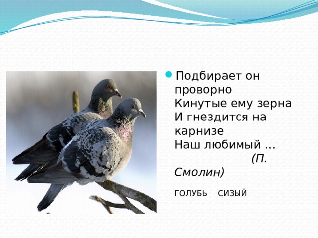 Подбирает он проворно   Кинутые ему зерна   И гнездится на карнизе   Наш любимый ...   (П. Смолин) ГОЛУБЬ СИЗЫЙ 