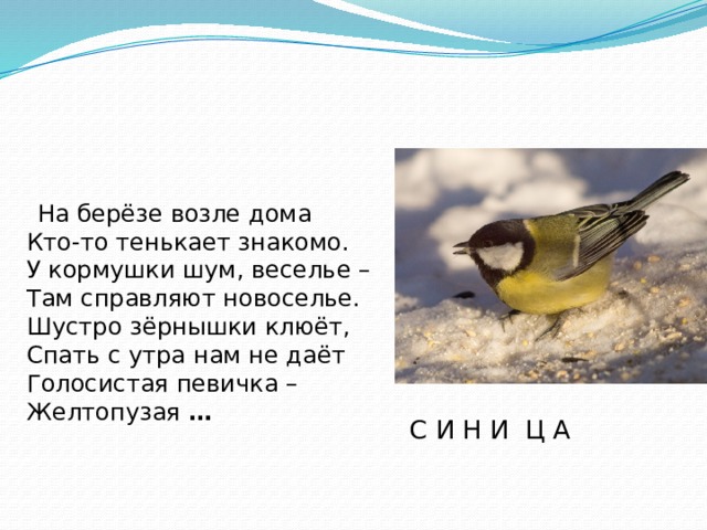  На берёзе возле дома  Кто-то тенькает знакомо.  У кормушки шум, веселье –  Там справляют новоселье.  Шустро зёрнышки клюёт,  Спать с утра нам не даёт  Голосистая певичка –  Желтопузая  …     С И Н И Ц А 