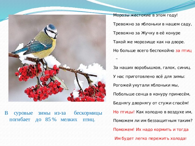 Морозы жестокие в этом году! Тревожно за яблоньки в нашем саду, Тревожно за Жучку в её конуре Такой же морозище как на дворе. Но больше всего беспокойно за птиц – За наших воробышков, галок, синиц. У нас приготовлено всё для зимы: Рогожей укутали яблоньки мы, Побольше сенца в конуру принесём, Беднягу дворнягу от стужи спасём! Но птицы! Как холодно в воздухе им, Поможем ли им беззащитным таким? Поможем! Их надо кормить и тогда  Им будет легко пережить холода !  В суровые зимы из-за бескормицы погибает до 85 % мелких птиц . 