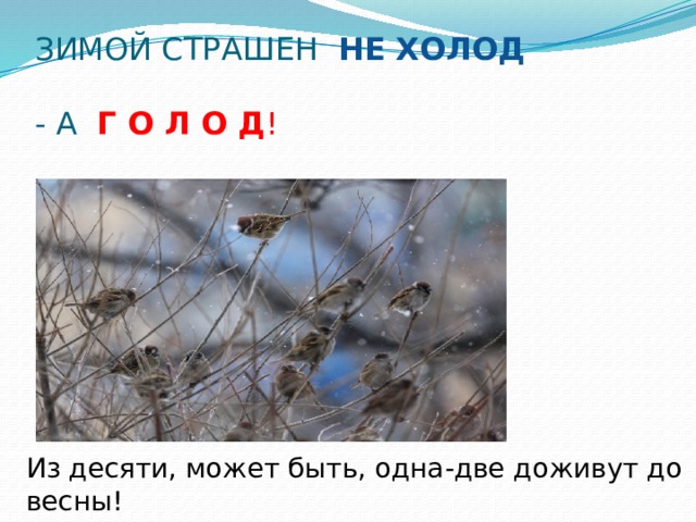 ЗИМОЙ СТРАШЕН НЕ ХОЛОД  - А Г О Л О Д ! Из десяти, может быть, одна-две доживут до весны! 