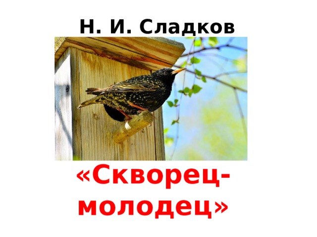 Сладков скворец молодец 2 класс 21 век презентация