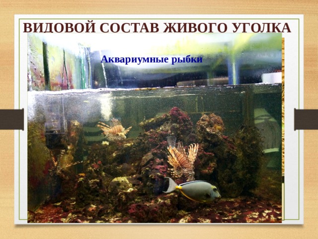 ВИДОВОЙ СОСТАВ ЖИВОГО УГОЛКА Аквариумные рыбки Черепаха Морская свинка Попугай Хомячок сирийский (золотистый)
