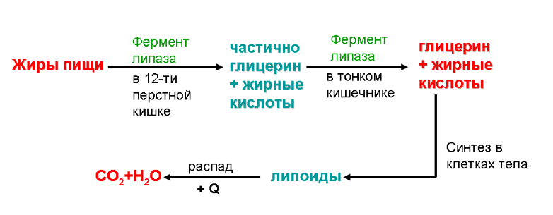 Расщепление белков расщепление жиров