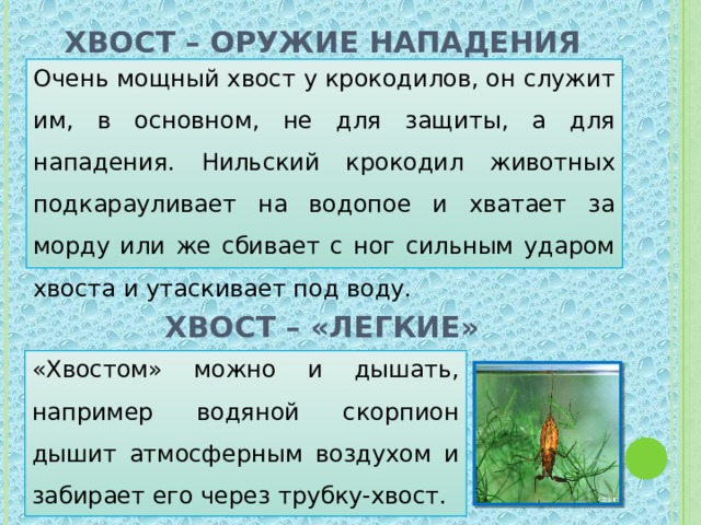 Хвост – оружие нападения   Очень мощный хвост у крокодилов, он служит им, в основном, не для защиты, а для нападения. Нильский крокодил животных подкарауливает на водопое и хватает за морду или же сбивает с ног сильным ударом хвоста и утаскивает под воду. Хвост – «легкие» «Хвостом» можно и дышать, например водяной скорпион дышит атмосферным воздухом и забирает его через трубку-хвост. 