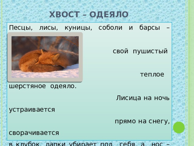 Хвост – одеяло Песцы, лисы, куницы, соболи и барсы – используют  свой пушистый хвост как  теплое шерстяное одеяло.  Лисица на ночь устраивается  прямо на снегу, сворачивается в клубок, лапки убирает под себя, а нос – прикрывает своим хвостом. Во время сна белка ложится спиной к ветру и плотно укутывается хвостом. Так поступают все звери, имеющие длинный и пушистый хвост. 