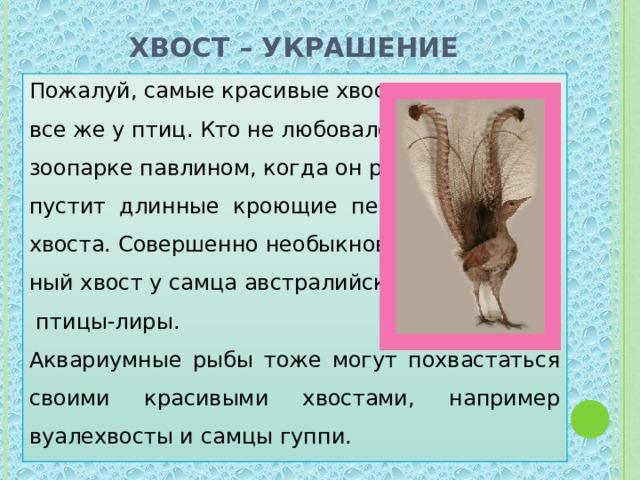 Хвост – украшение Пожалуй, самые красивые хвосты все же у птиц. Кто не любовался в зоопарке павлином, когда он рас- пустит длинные кроющие перья хвоста. Совершенно необыкновен- ный хвост у самца австралийской  птицы-лиры. Аквариумные рыбы тоже могут похвастаться своими красивыми хвостами, например вуалехвосты и самцы гуппи. 
