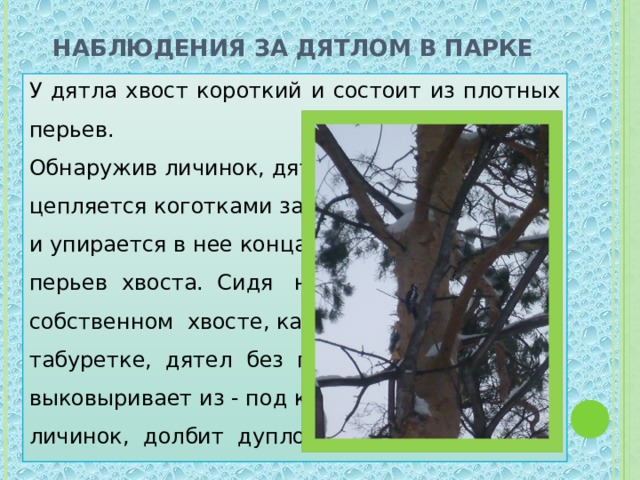 Наблюдения за дятлом в парке У дятла хвост короткий и состоит из плотных перьев. Обнаружив личинок, дятел цепляется коготками за кору и упирается в нее концами перьев хвоста. Сидя на собственном хвосте, как на табуретке, дятел без помех выковыривает из - под коры личинок, долбит дупло . 