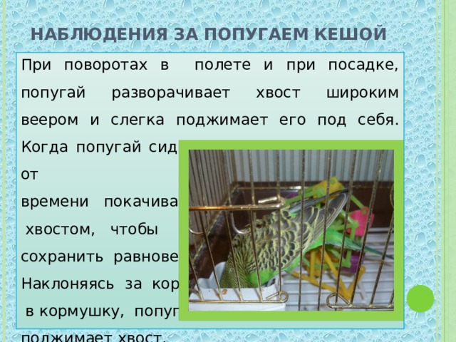 Рассказ наблюдение. Наблюдение за попугаем. Дневник наблюдений за попугаем. Цель наблюдения за попугаем. Наблюдение за домашним животным.