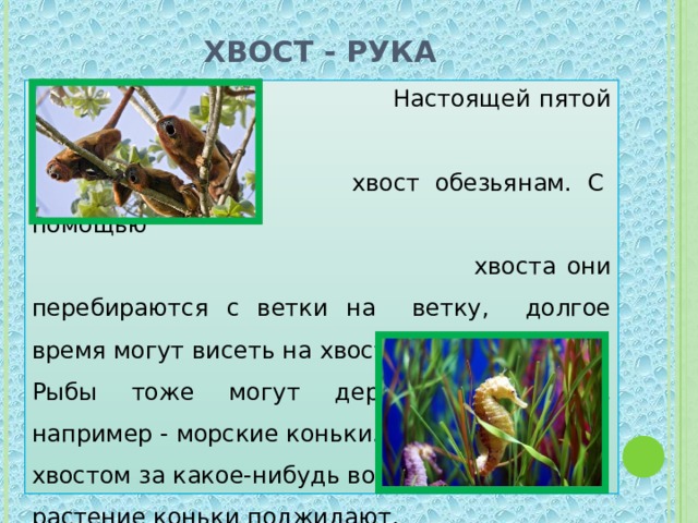 Хвост - рука  Настоящей пятой рукой служит  хвост обезьянам. С помощью  хвоста они перебираются с ветки на ветку, долгое время могут висеть на хвосте головой вниз. Рыбы тоже могут держаться хвостом, например - морские коньки. Зацепившись хвостом за какое-нибудь водное растение коньки поджидают, пока добыча приблизится сама. 