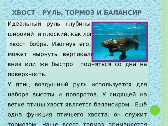 Хвост – руль, тормоз и балансир Идеальный руль глубины — широкий и плоский, как лопата,  хвост бобра. Изогнув его, он может нырнуть вертикально вниз или же быстро подняться со дна на поверхность. У птиц воздушный руль используется для набора высоты и поворотов. У сидящей на ветке птицы хвост является балансиром. Ещё одна функция птичьего хвоста: он служит тормозом. Чаще всего тормоз применяется при посадке. 