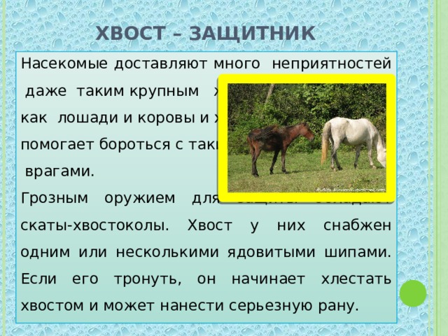 Хвост – защитник Насекомые доставляют много неприятностей даже таким крупным животным, как лошади и коровы и хвост помогает бороться с такими  врагами. Грозным оружием для защиты обладают скаты-хвостоколы. Хвост у них снабжен одним или несколькими ядовитыми шипами. Если его тронуть, он начинает хлестать хвостом и может нанести серьезную рану. 