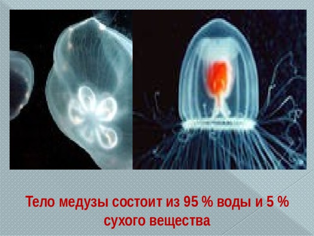 Тело медузы состоит из 95 % воды и 5 % сухого вещества 