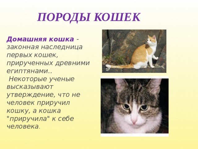 Проект породы животных