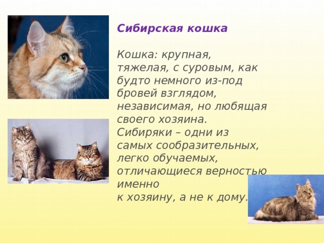 Сибирская кошка  Кошка: крупная, тяжелая, с суровым, как будто немного из-под бровей взглядом, независимая, но любящая своего хозяина. Сибиряки – одни из самых сообразительных, легко обучаемых, отличающиеся верностью именно к хозяину, а не к дому. 