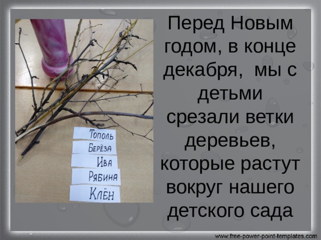 Перед Новым годом, в конце декабря, мы с детьми срезали ветки деревьев, которые растут вокруг нашего детского сада 