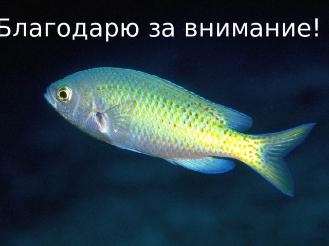 Благодарю за внимание! 