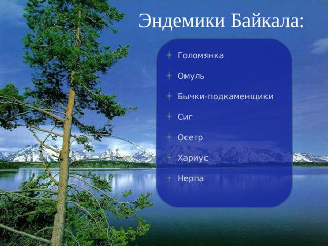 Эндемики Байкала: Голомянка Омуль Бычки-подкаменщики Сиг Осетр Хариус Нерпа 