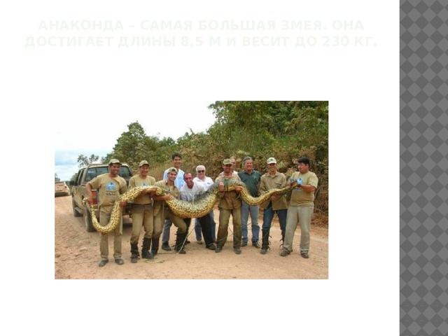 Анаконда – самая большая змея. Она достигает длины 8,5 м и весит до 230 кг.   
