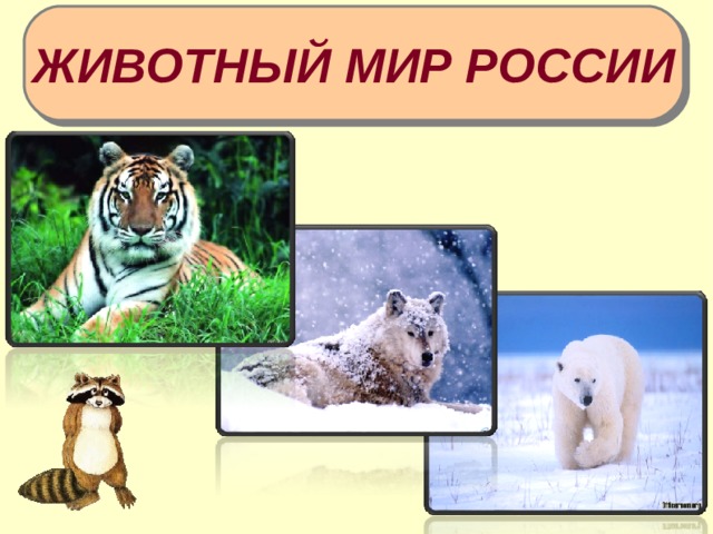 ЖИВОТНЫЙ МИР РОССИИ   