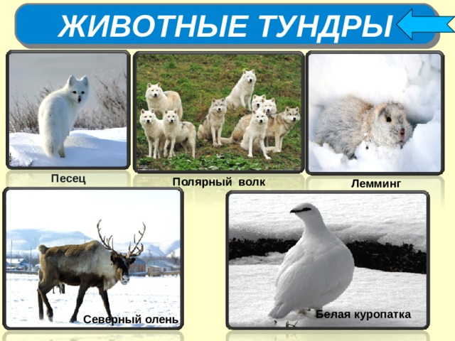 ЖИВОТНЫЕ ТУНДРЫ Песец Полярный волк Лемминг Белая куропатка Северный олень   