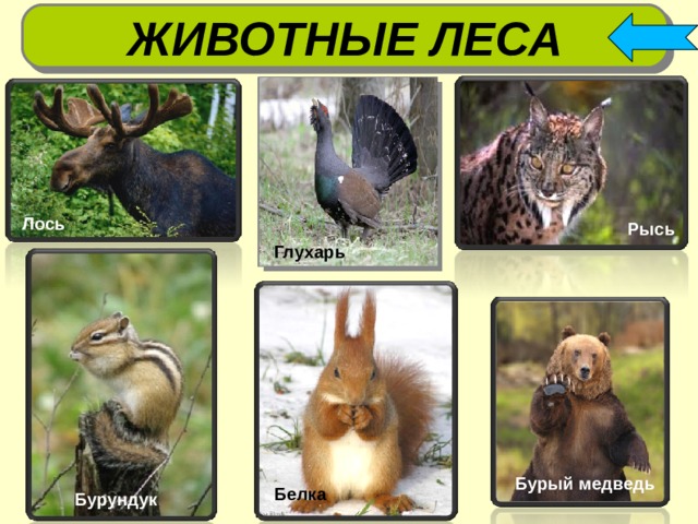 ЖИВОТНЫЕ ЛЕСА Лось Рысь Глухарь Бурый медведь Белка Бурундук 6 6 