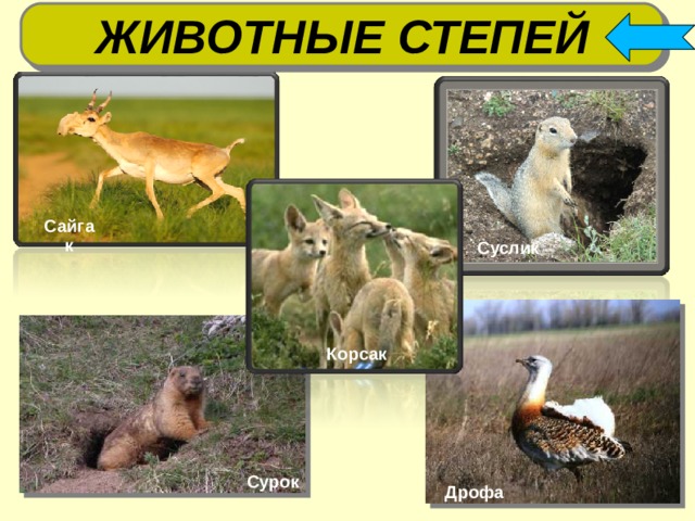 ЖИВОТНЫЕ СТЕПЕЙ Сайгак суслики Суслик  Корсак Сурок Дрофа 6 6 