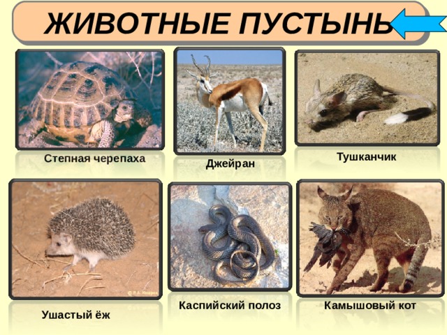 ЖИВОТНЫЕ ПУСТЫНЬ Тушканчик Степная черепаха Джейран Каспийский полоз Камышовый кот Ушастый ёж 6 6 