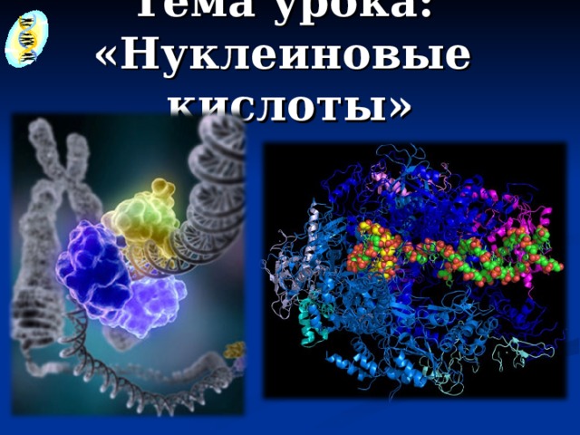 Тема урока:  «Нуклеиновые кислоты» 