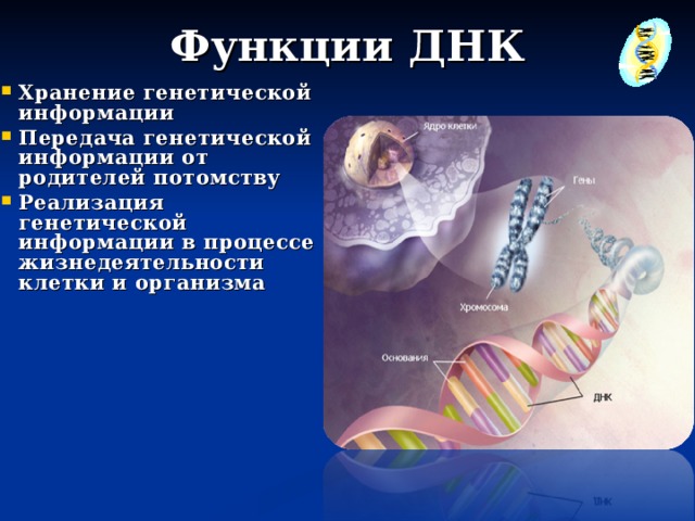 Функции ДНК Хранение генетической информации Передача генетической информации от родителей потомству Реализация генетической информации в процессе жизнедеятельности клетки и организма 