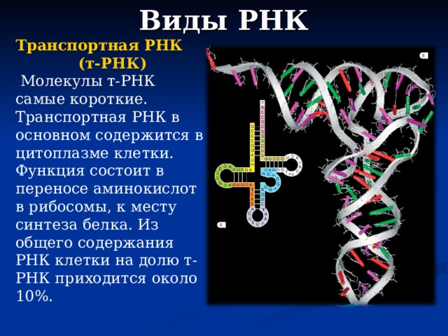 Виды РНК Транспортная РНК  (т-РНК)  Молекулы т-РНК самые короткие. Транспортная РНК в основном содержится в цитоплазме клетки. Функция состоит в переносе аминокислот в рибосомы, к месту синтеза белка. Из общего содержания РНК клетки на долю т-РНК приходится около 10%. 