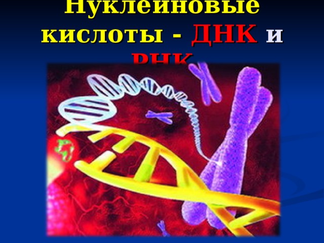 Нуклеиновые кислоты  - ДНК и РНК 
