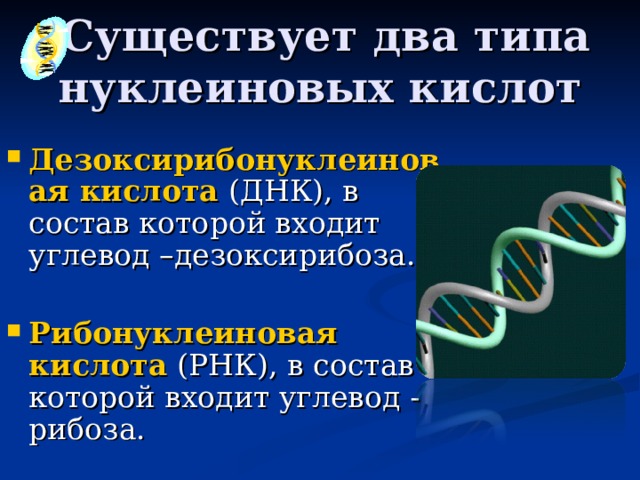  Существует два типа нуклеиновых кислот Дезоксирибонуклеиновая кислота (ДНК), в состав которой входит углевод –дезоксирибоза. Рибонуклеиновая кислота (РНК), в состав которой входит углевод - рибоза. 