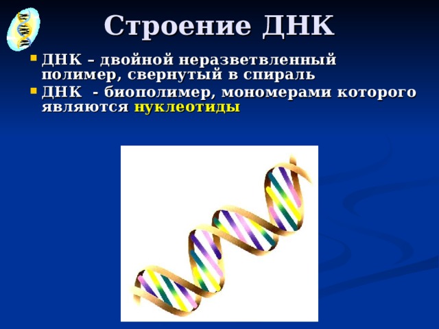 Строение ДНК ДНК – двойной неразветвленный полимер, свернутый в спираль ДНК - биополимер, мономерами которого  являются  нуклеотиды      