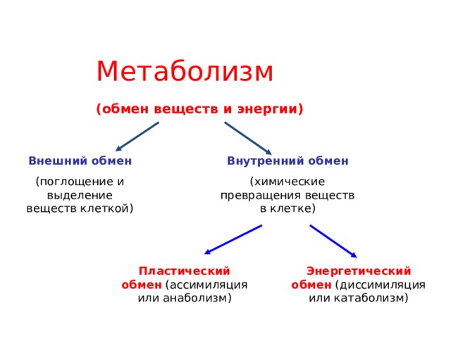 Обмен органических веществ это обмен ответы