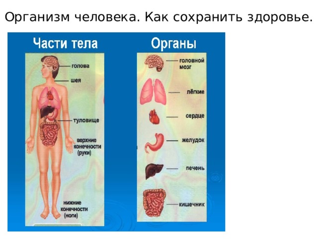 Проект по теме организм человека 1 класс