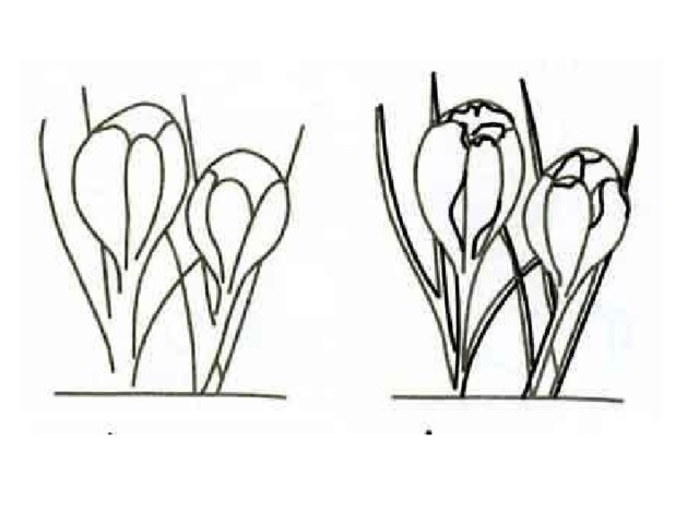 Цветок крокус трафарет. Первоцветы крокусы. Крокусы поэтапное рисование. Рисование первых весенних цветов. Весенние цветы пошаговое рисование.