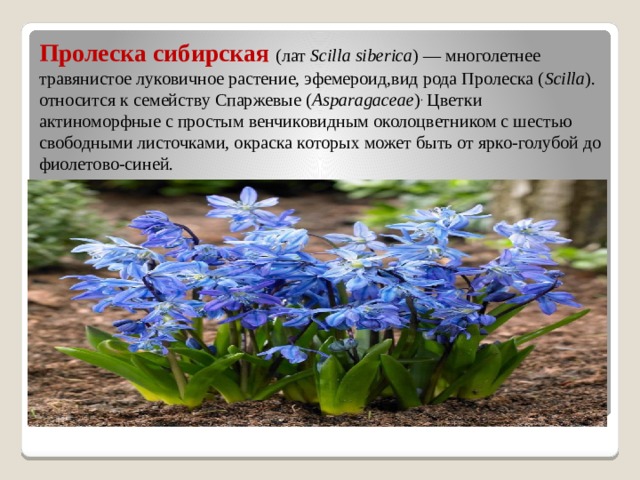 Пролеска сибирская  (лат  Scilla siberica ) — многолетнее травянистое луковичное растение, эфемероид,вид рода Пролеска ( Scilla ). относится к семейству Спаржевые ( Asparagaceae ) . Цветки актиноморфные с простым венчиковидным околоцветником с шестью свободными листочками, окраска которых может быть от ярко-голубой до фиолетово-синей. 